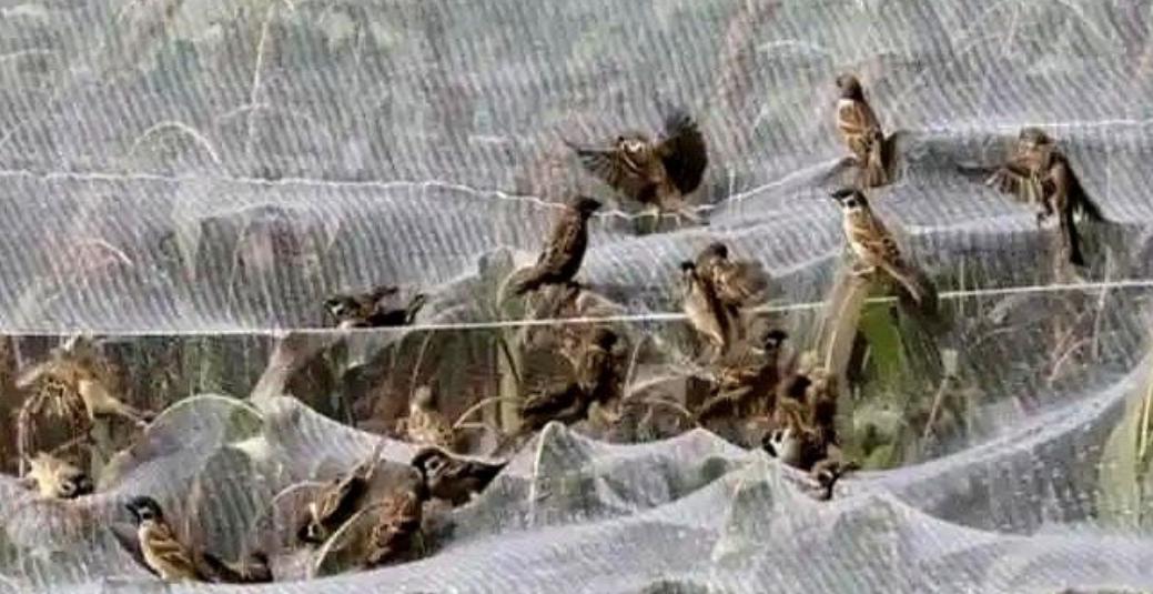 有人养麻雀，不为了吃肉，就盯着它屁股底下那点粪，晒干了，捻成粉，一斤能卖上百块，