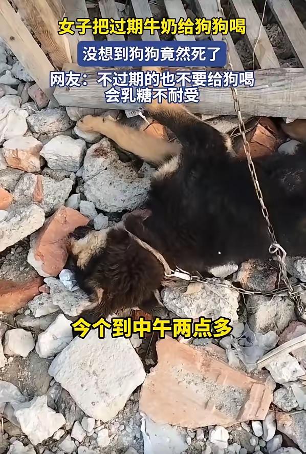 这则新闻讲述了安徽阜阳一位李女士因将过期牛奶喂给家里的狗狗，导致宠物短时间内急性