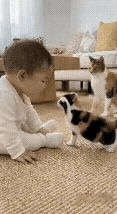 小奶猫不懂事，伸出爪子挠了小主人一下。猫妈妈瞧见了，一点儿也不护短，马上把小奶猫