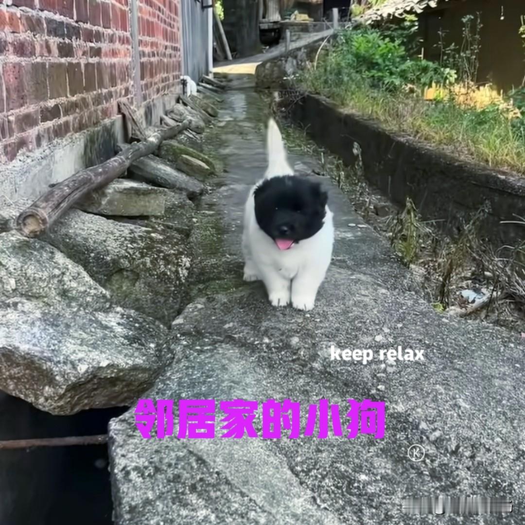 邻居家的大叔，上午赶集的时候，发现有人在街边卖小狗，于是便凑过去看了一下。其中一
