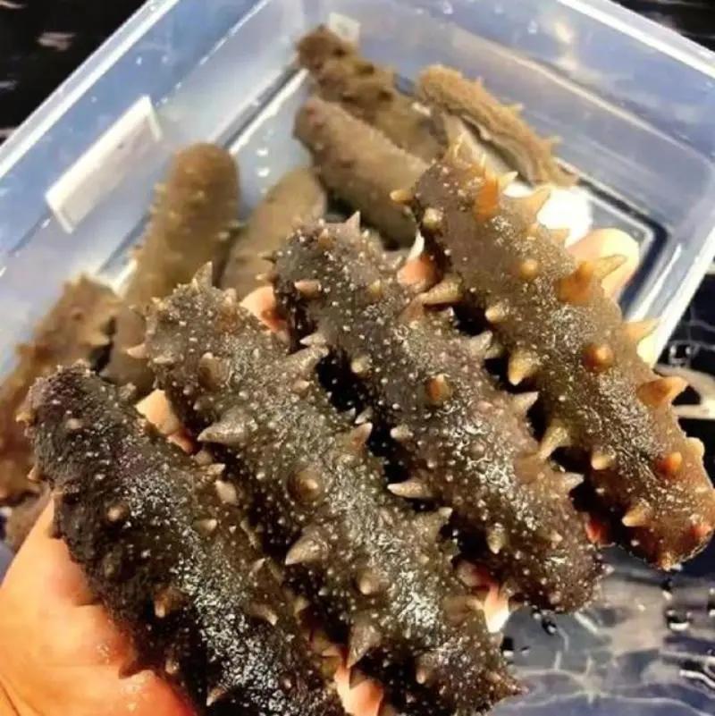 严工艺锁原生营养：南北加工差异定海参品质高下养殖参冒充野生参、短龄参虚报年