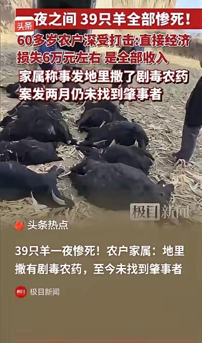 山西霍州这事太离谱！5月1日报道，一对老夫妻私自把39只羊赶到别人承包的玉米