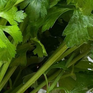 芹菜的种植方法一、种植时间芹菜对环境的适应性较强，可以一年四季播种种植，但育苗移