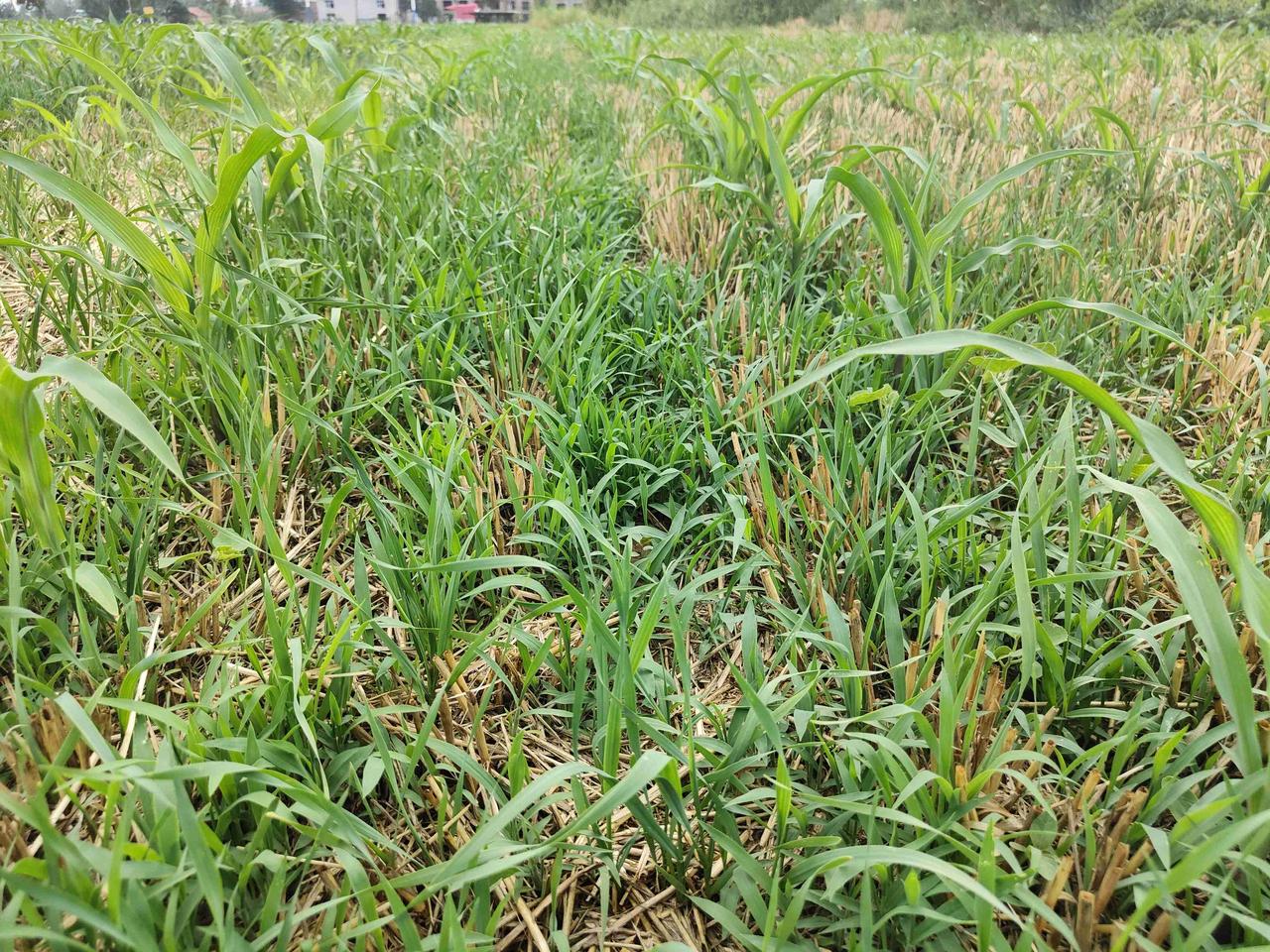 玉米田除草时，农民最担心的问题有两个，一个是药效，一个是药害。关键是要注意选择优
