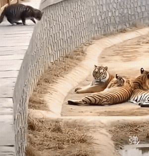 老虎是猫科动物，猫作为科长来了，老虎能不怕吗？