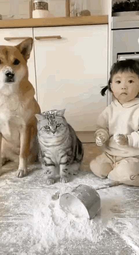 这场景简直是家庭版“谁是卧底”！面粉撒了一地，妈妈把女儿、猫咪和狗狗都叫到“