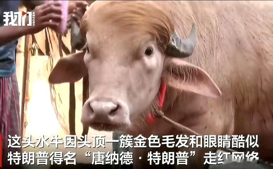 越来越觉得外国人好抽象，什么事情都可以copy，现在已经把人和马copy起来，不