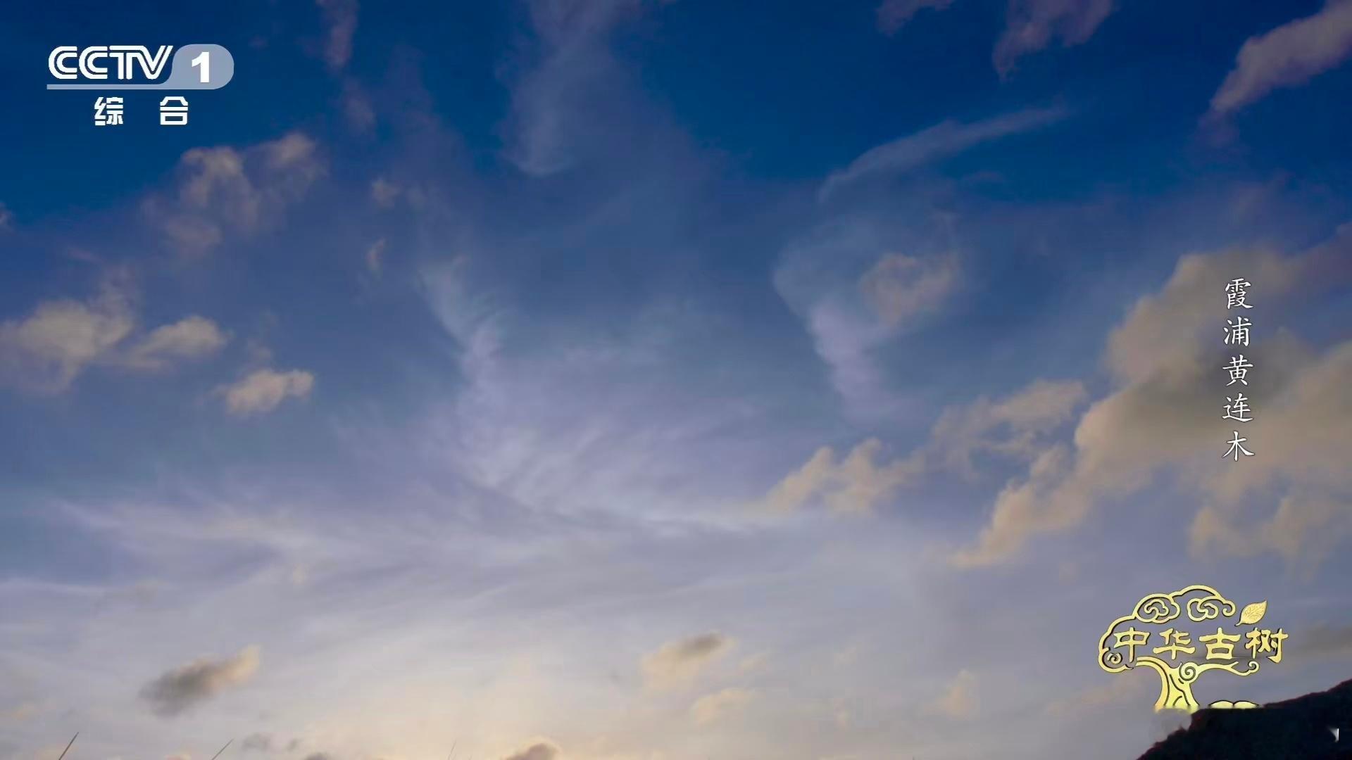 福建霞浦传胪村的112株古黄连木，每一棵都超百岁高龄，这么多古树扎堆生长，连片的
