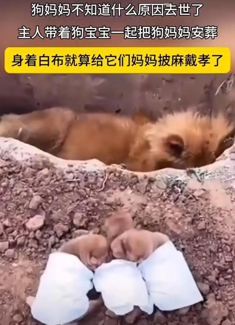 太可怜了！这天一位小姐姐去朋友家里玩，吃饱喝足后她们几个女孩子去田野里散步。结果