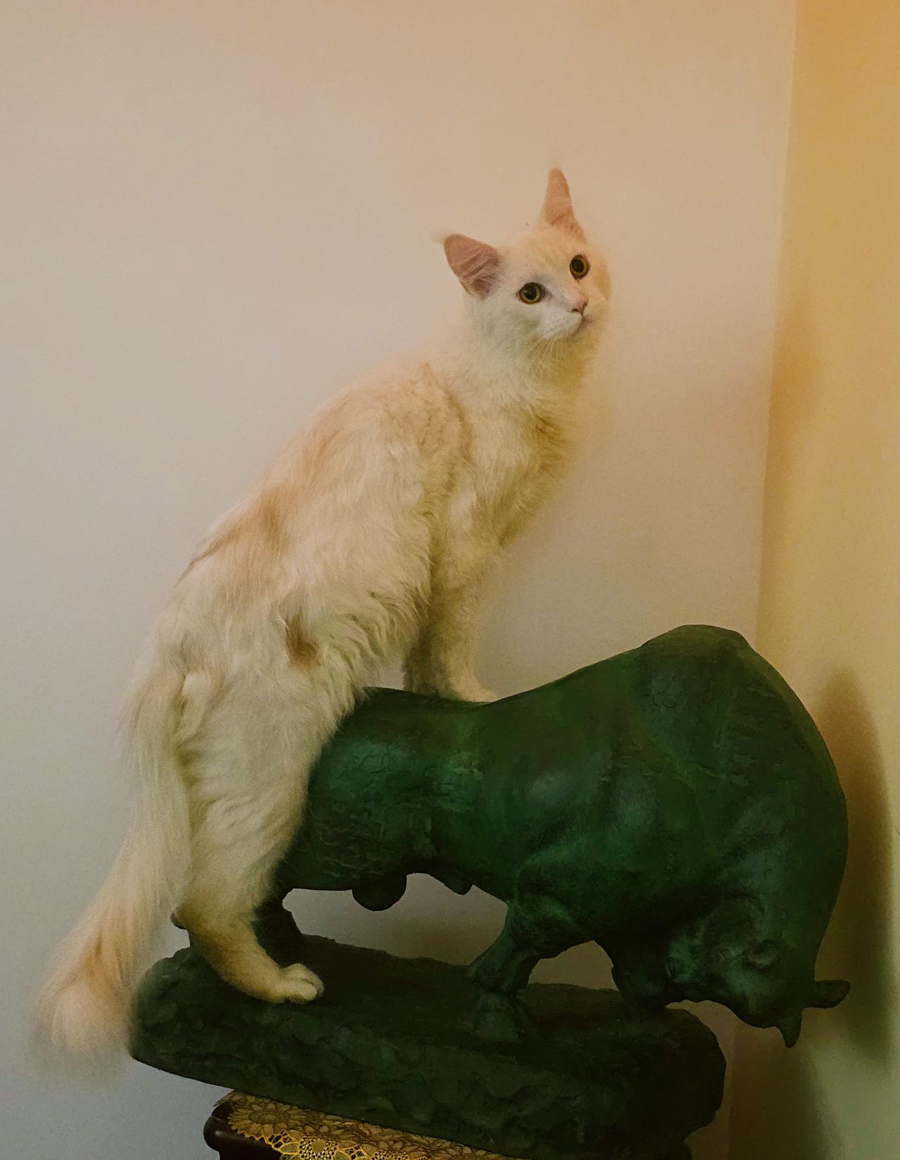 死牛却被活猫欺。这猫是咋的了？（摄影斐然）