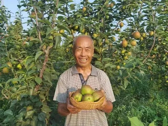 沧州盐碱地“种”出两项省地方标准: 盐碱地梨栽培技术和紫花苜蓿种植与袋式青贮技术