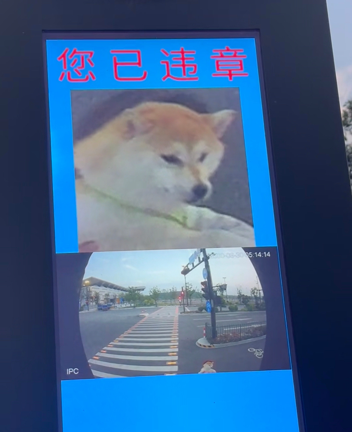 是要吊销我的奶瓶吗娃娃违章会被吊销奶瓶的话，那汪汪会被吊销什么？
