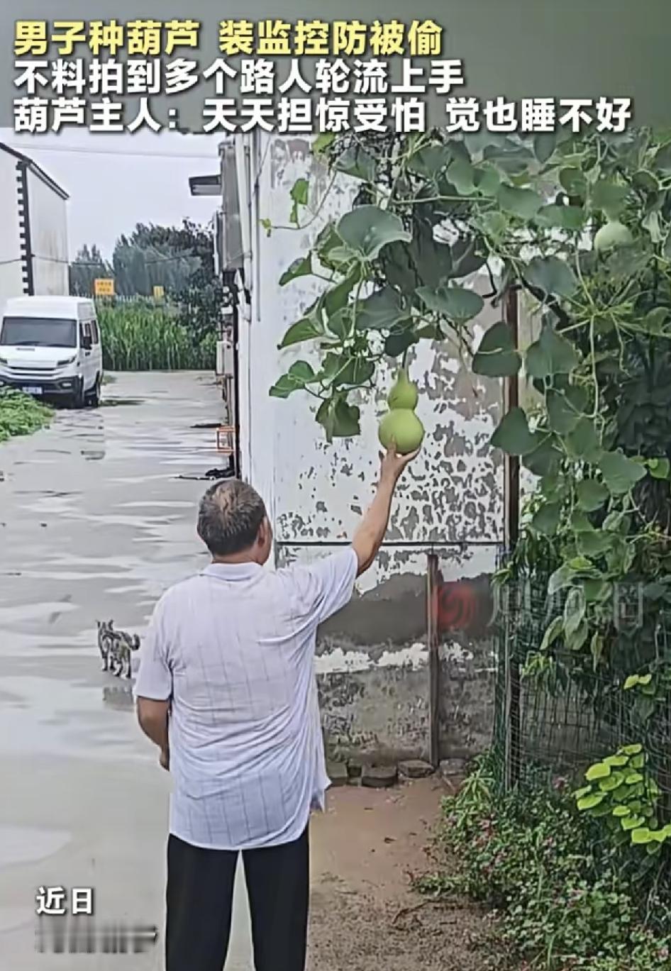 河南新乡一男子家门口种了一个葫芦瓜，两个月之后长得非常好，但是挂在门前，又怕被别