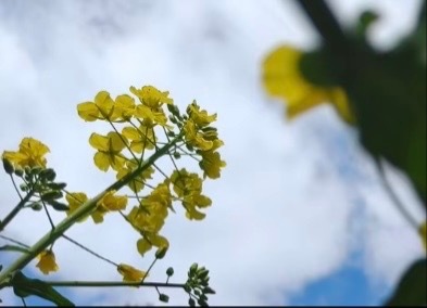 生活不论好坏，每天都是限量版，永远乐观自信，永远积极向上，别让世俗，淹没了生活的