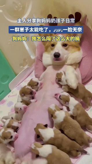 主人分享了狗妈妈奶孩子的日常。画面里，一群小狗崽围着狗妈妈，一个个吃得十分起劲。