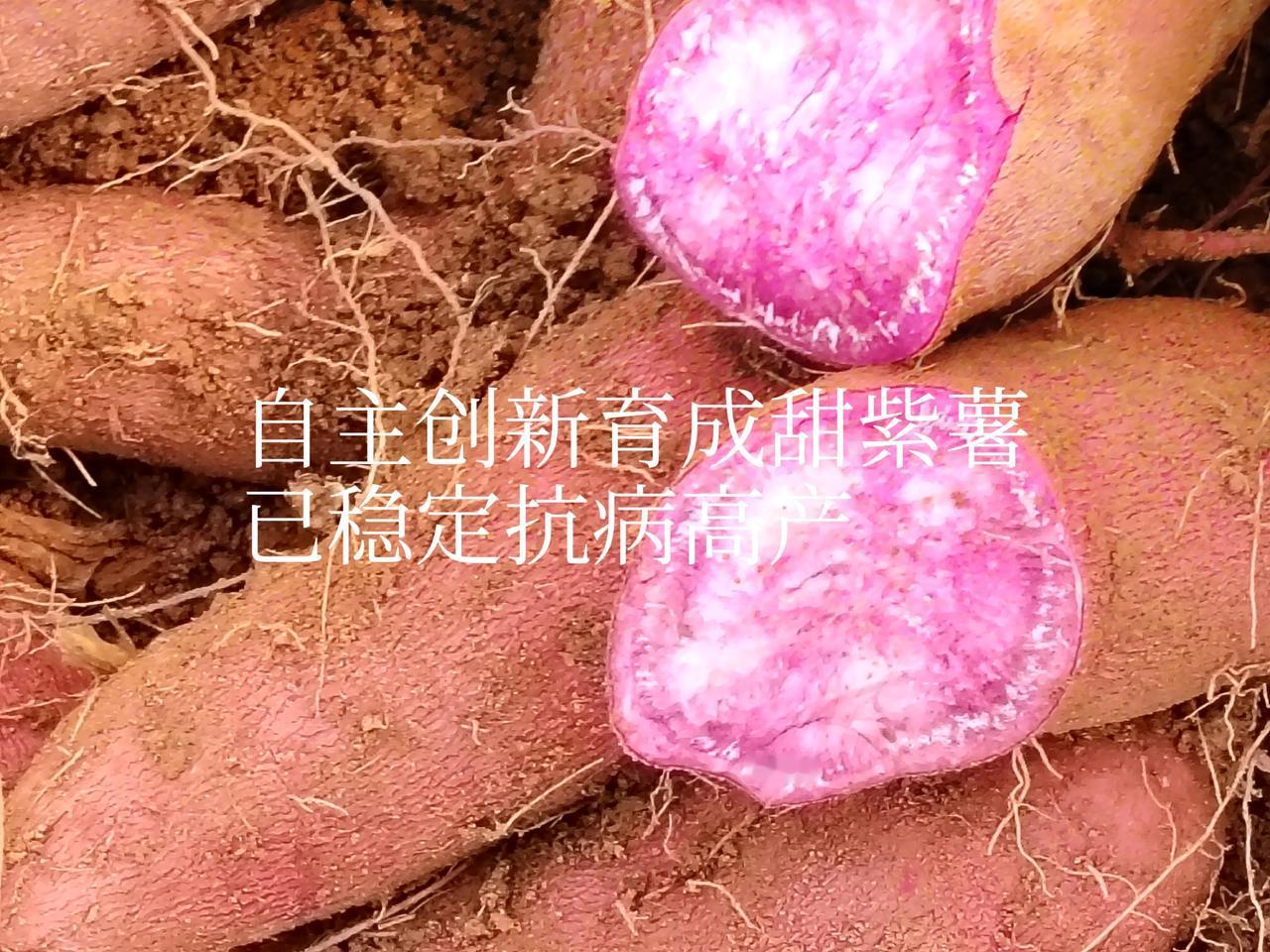 一一兔哥科海拾珠，创新有道，大田中採集开花结果的种子。育苗栽植。选择抗病、丰产
