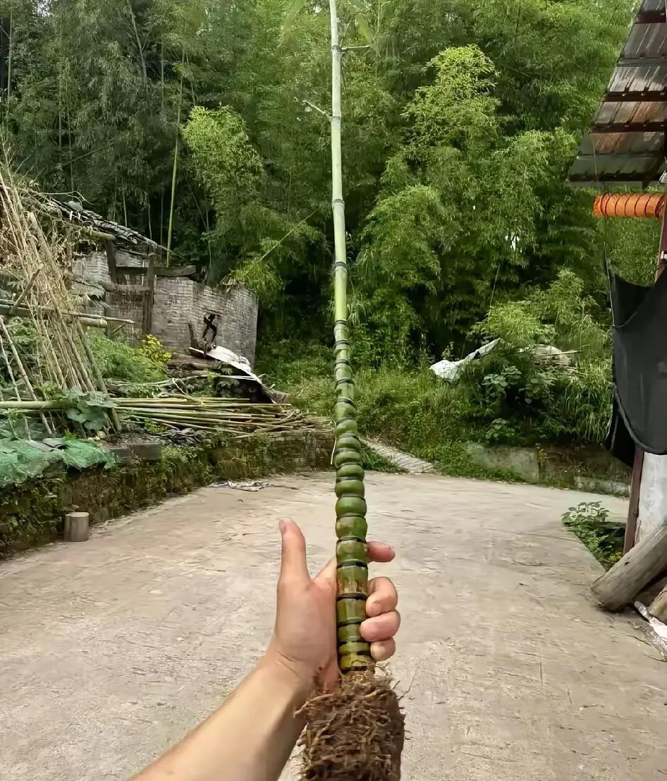 这竹竿钓鱼，尖会断吗！