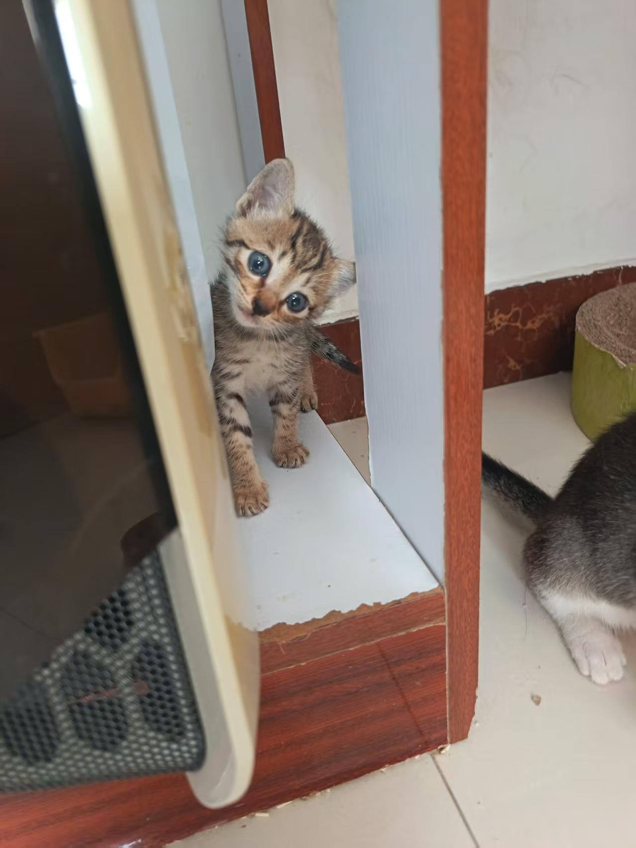 珠海，救助可爱流浪猫找领养！买个菜也能遇见小流浪，车头传来一阵一阵小猫咪的叫声