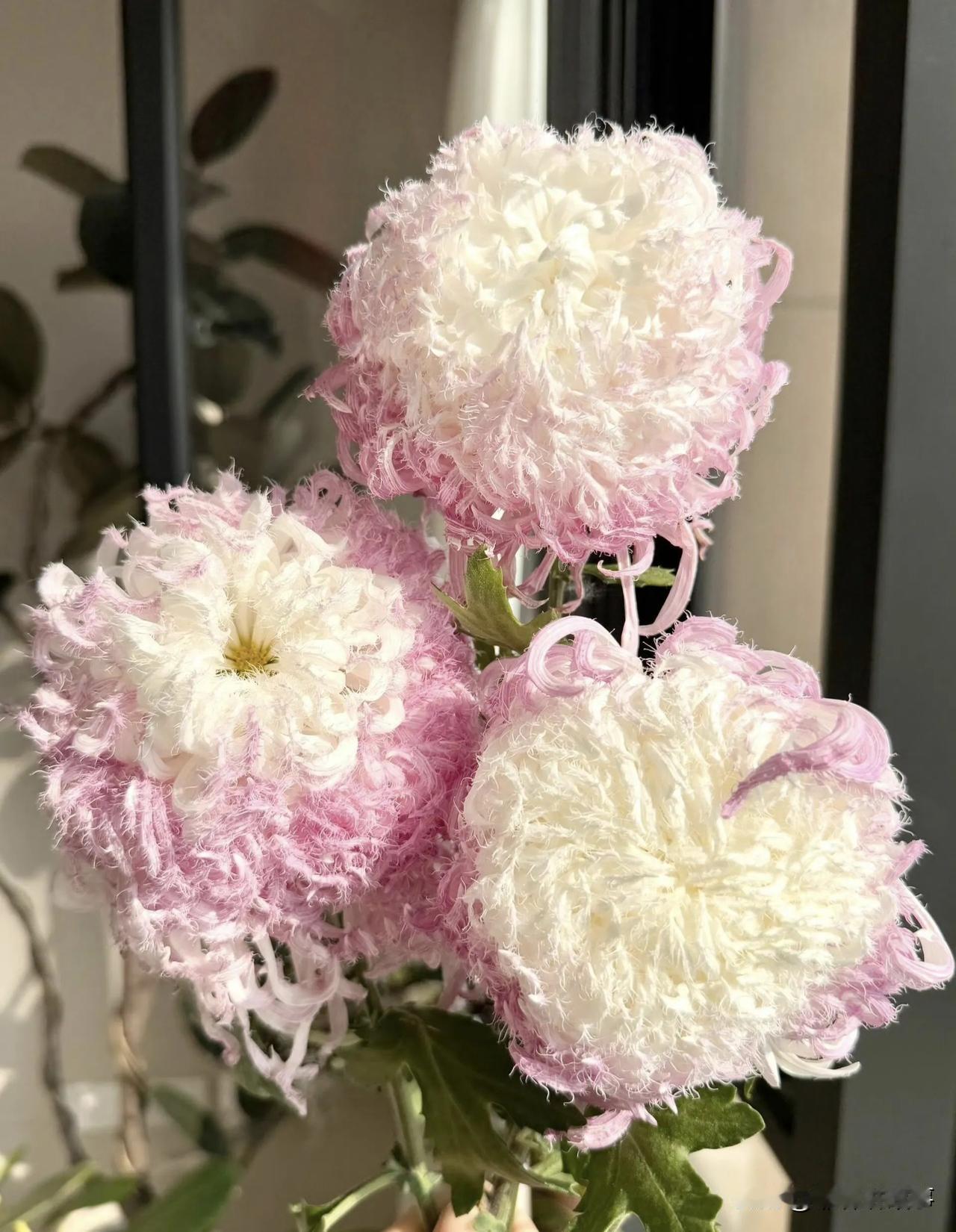 我特别喜欢菊花，以前也养过菊花，然后就有人让我别养了，说菊花是拿来祭祀的，不吉利