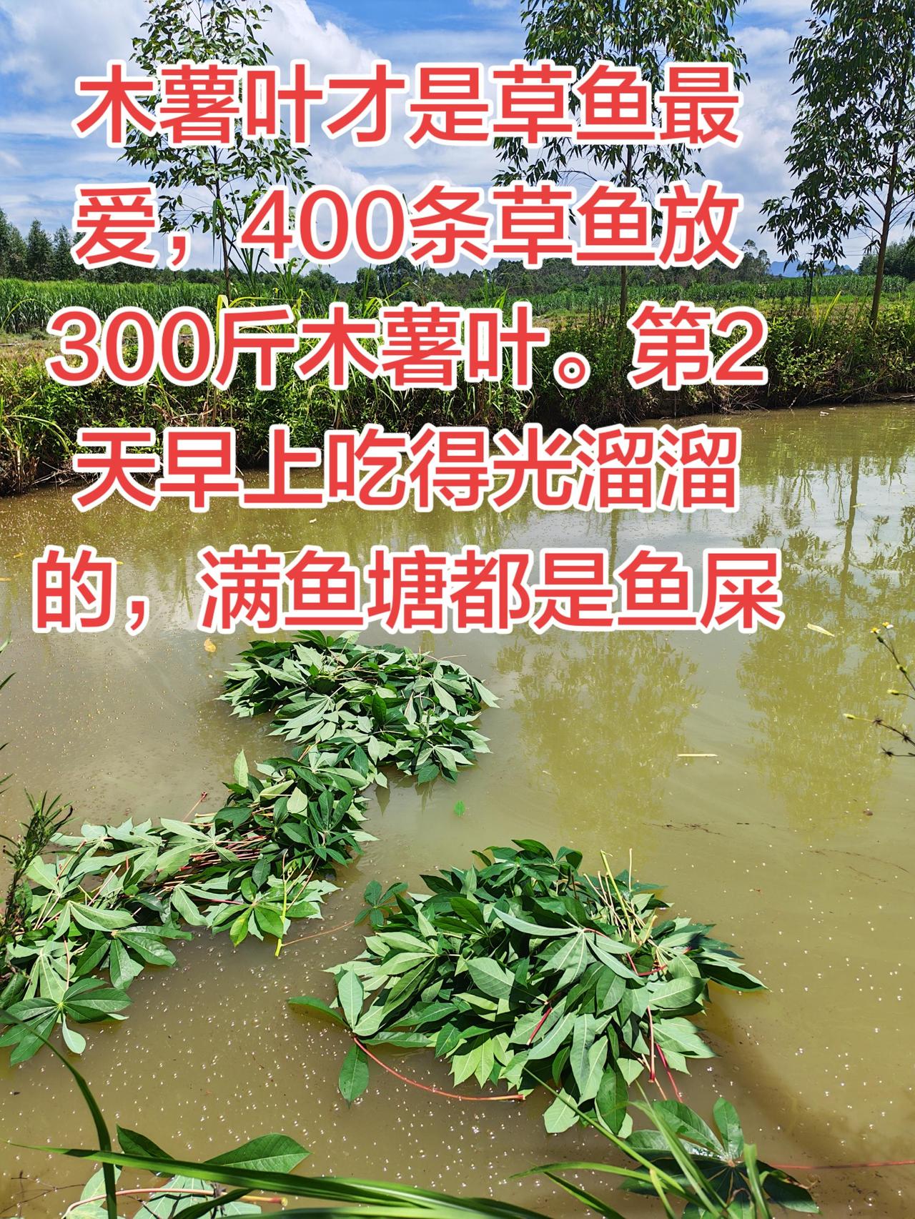 原来木薯叶才是草鱼的最爱。第2天吃的干干净净养鱼养鱼日记农村生活被淹的农作