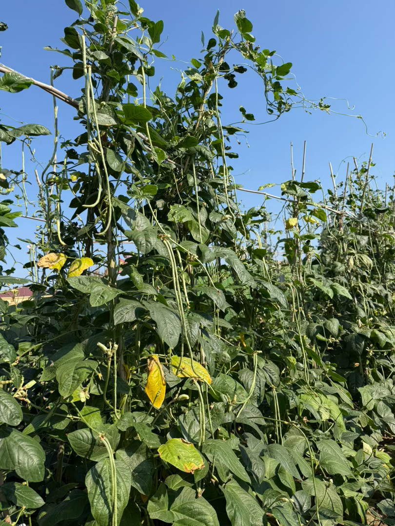 回到父母的菜园子里有种复得返自然的悠闲自在植物没有“卷”的概念5块钱的豆角种子抽