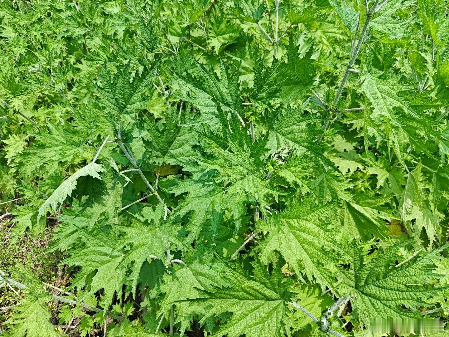 找菜做饭吃饭收拾，几个小时过去了！第一茬四季豆，配上新鲜土豆和陈香腊肉，箜饭真好