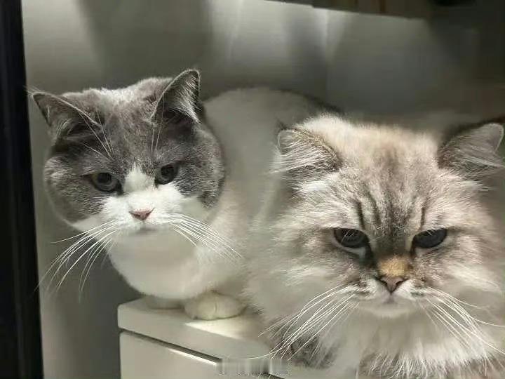 王星越删博应当是单纯想分享那个画[捂脸哭]他一看就只是爱猫人士每个月都会分享猫猫的