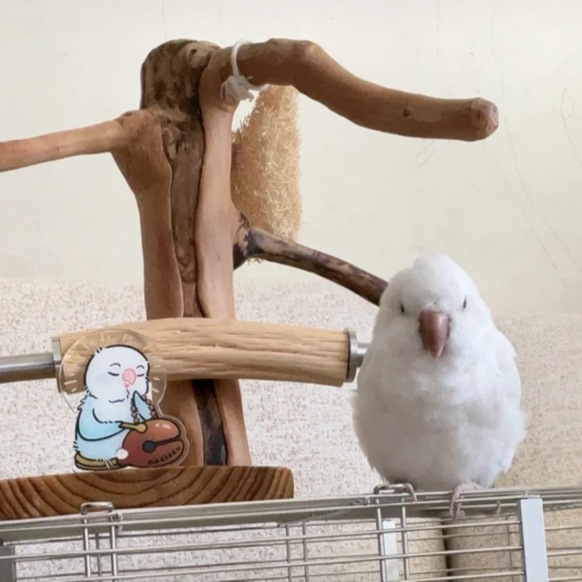 此等萌物…居然是我的