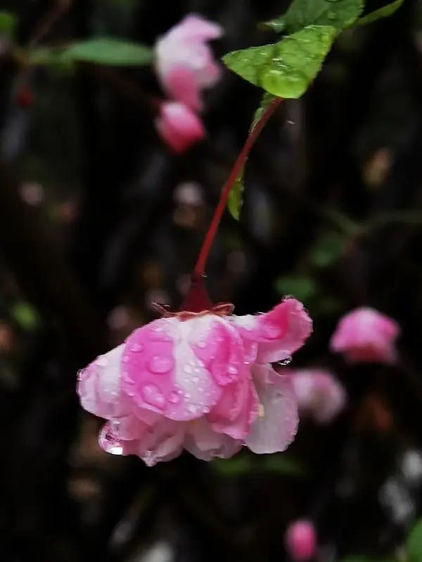 上联：花逢细雨添娇色，诚邀下联柳遇清风增柔情。