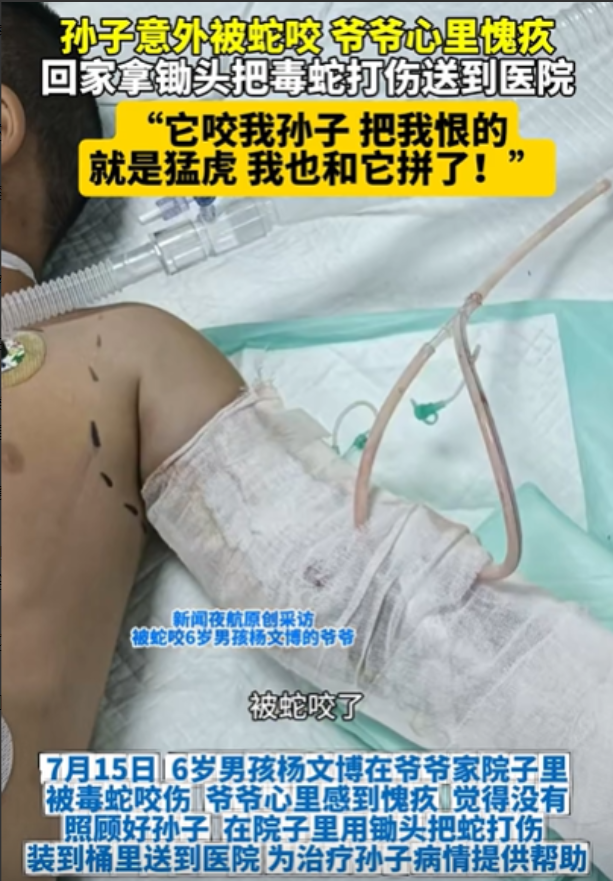 “有仇必报！”黑龙江，孙子意外被毒蛇咬，爷爷感到很愧疚，竟然立马回家，拿锄头把毒