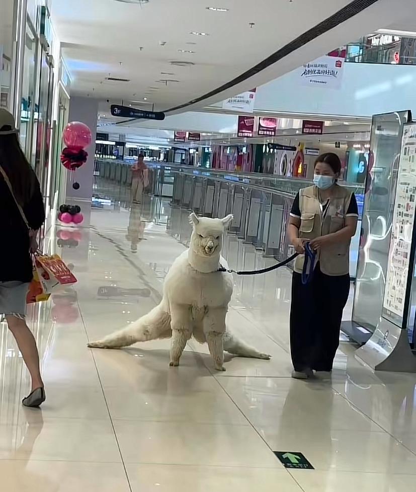 洋相还得真羊出。