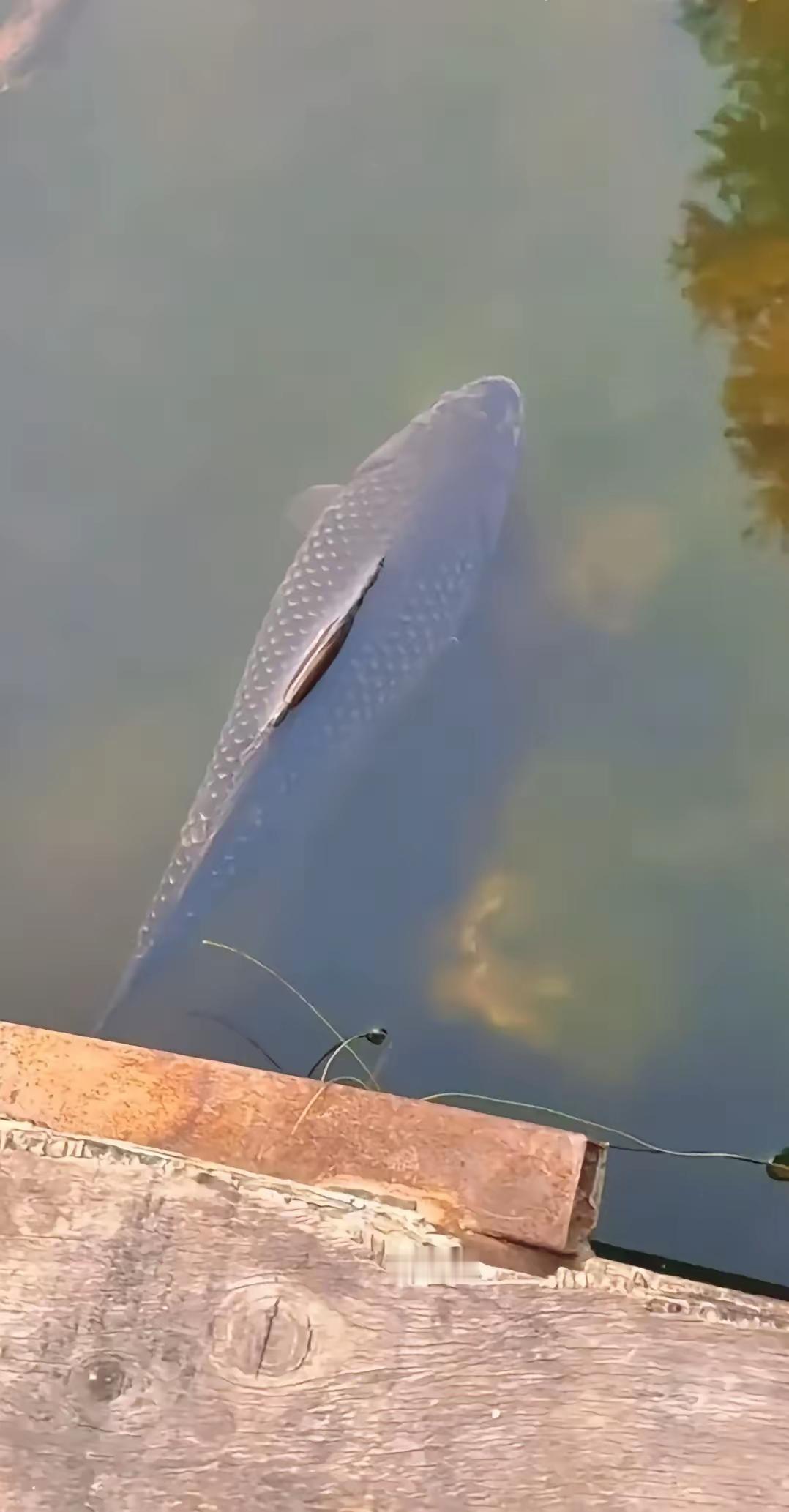 1月13日，广东佛山市一河堤公园，一条大鱼忽然游到岸边，1个路过的小男孩看见了就