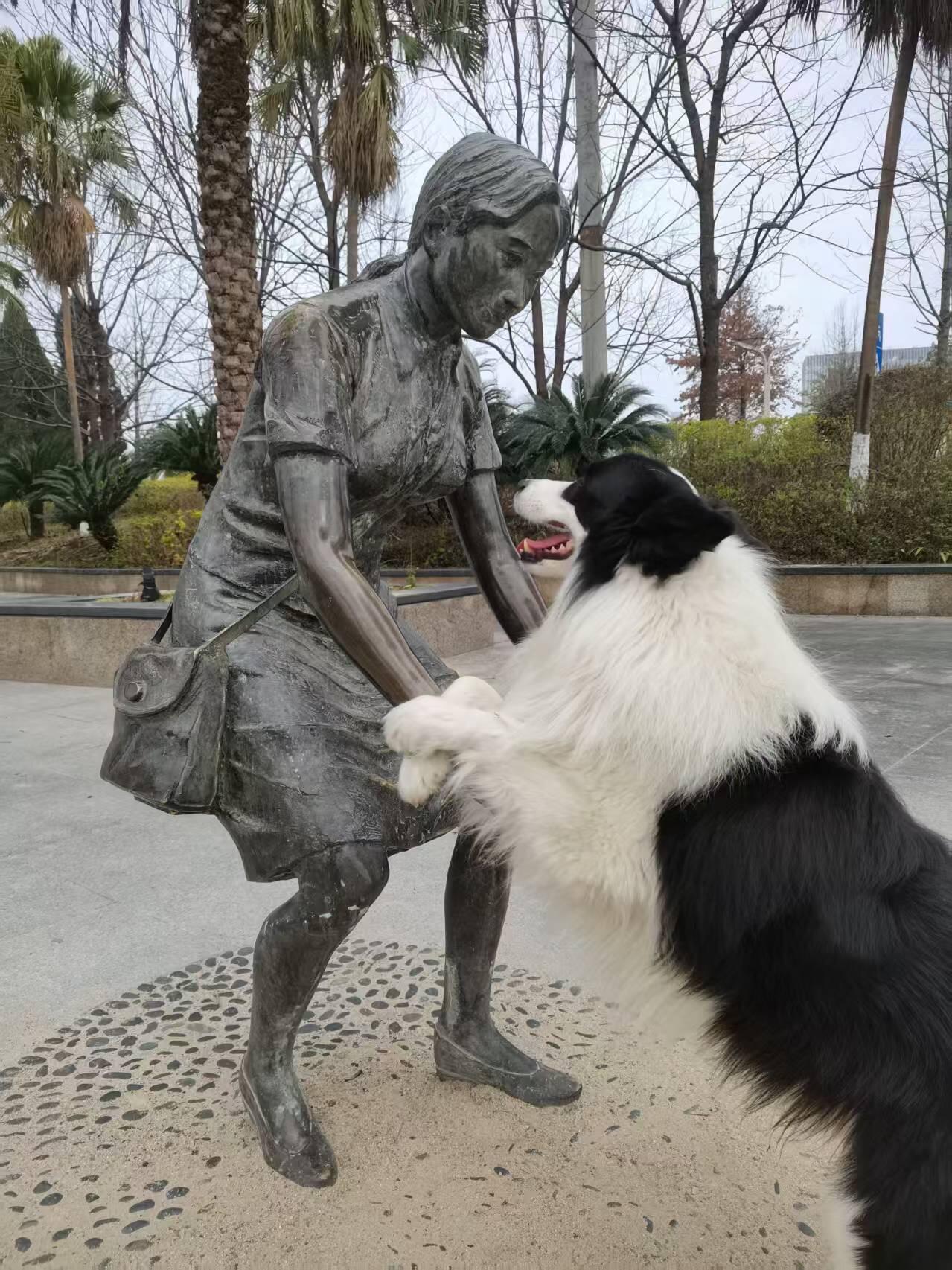 边牧：人，你为什么不摸我