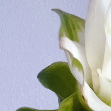 0000姜荷花种植1.选种与土壤准备选择球茎饱满、无损伤的健壮姜荷花种球，优先