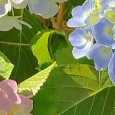 绣球花种植方法一、腐殖土壤绣球花在腐殖土壤上生长最佳，需要选取3:3:2:2配制