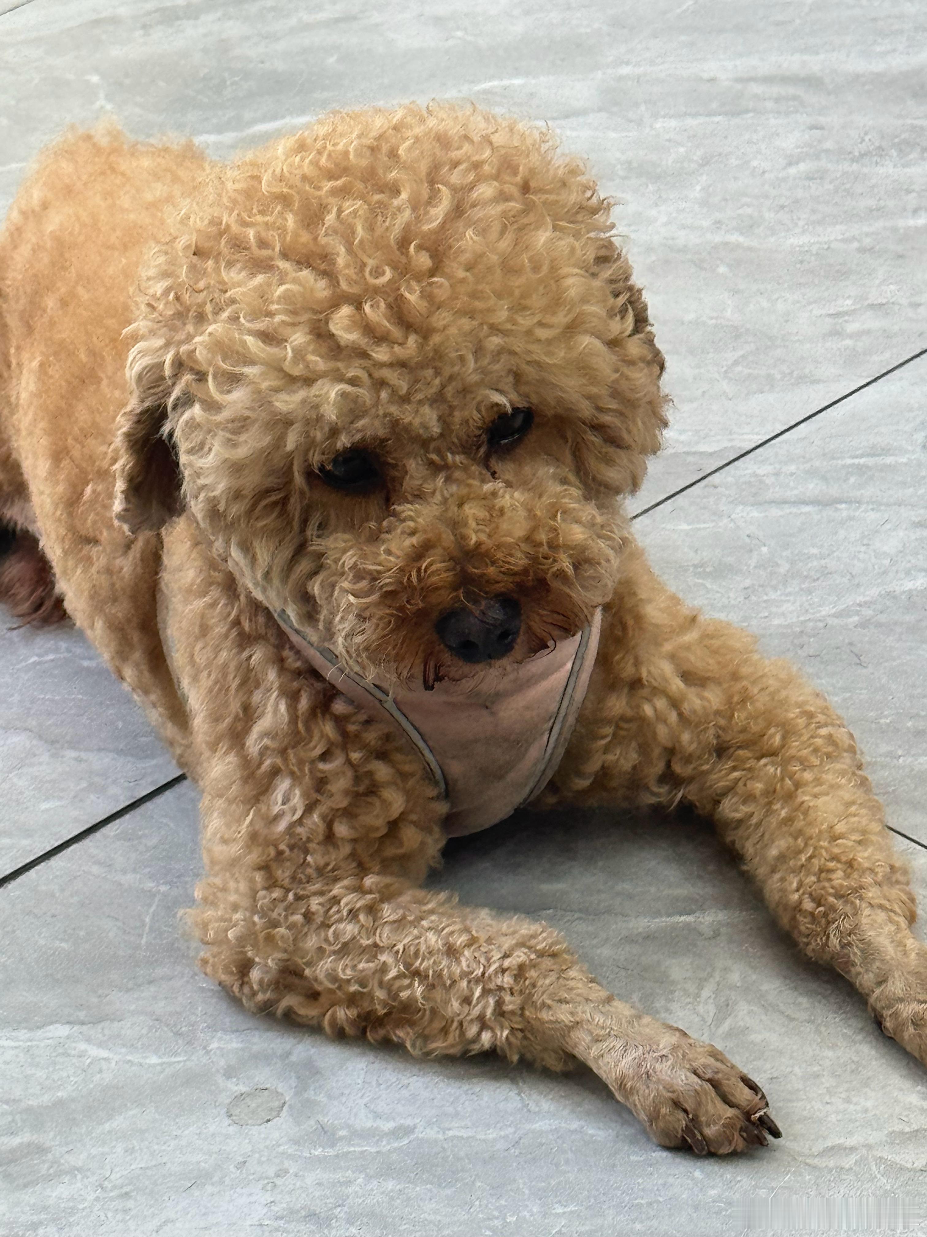 又要猜狗狗🐶🐶了分别是什么🐶呢？​​​