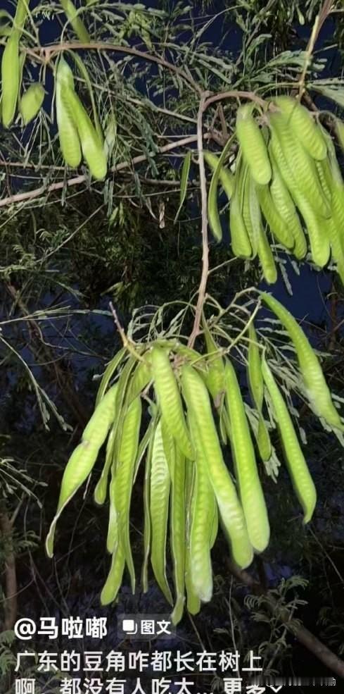 你真吃啊？没打开评论区我以为他在开玩笑