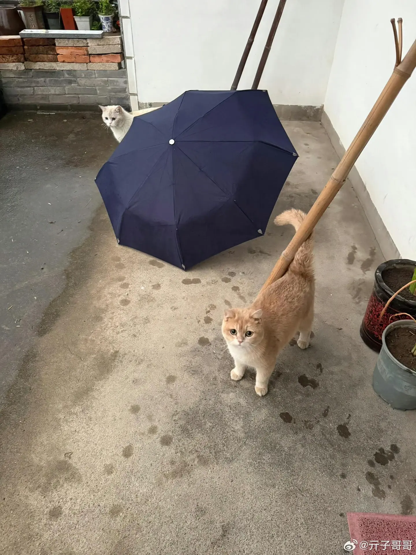 下雨天，家里来了两个避雨的小家伙小猫咪还挺聪明的