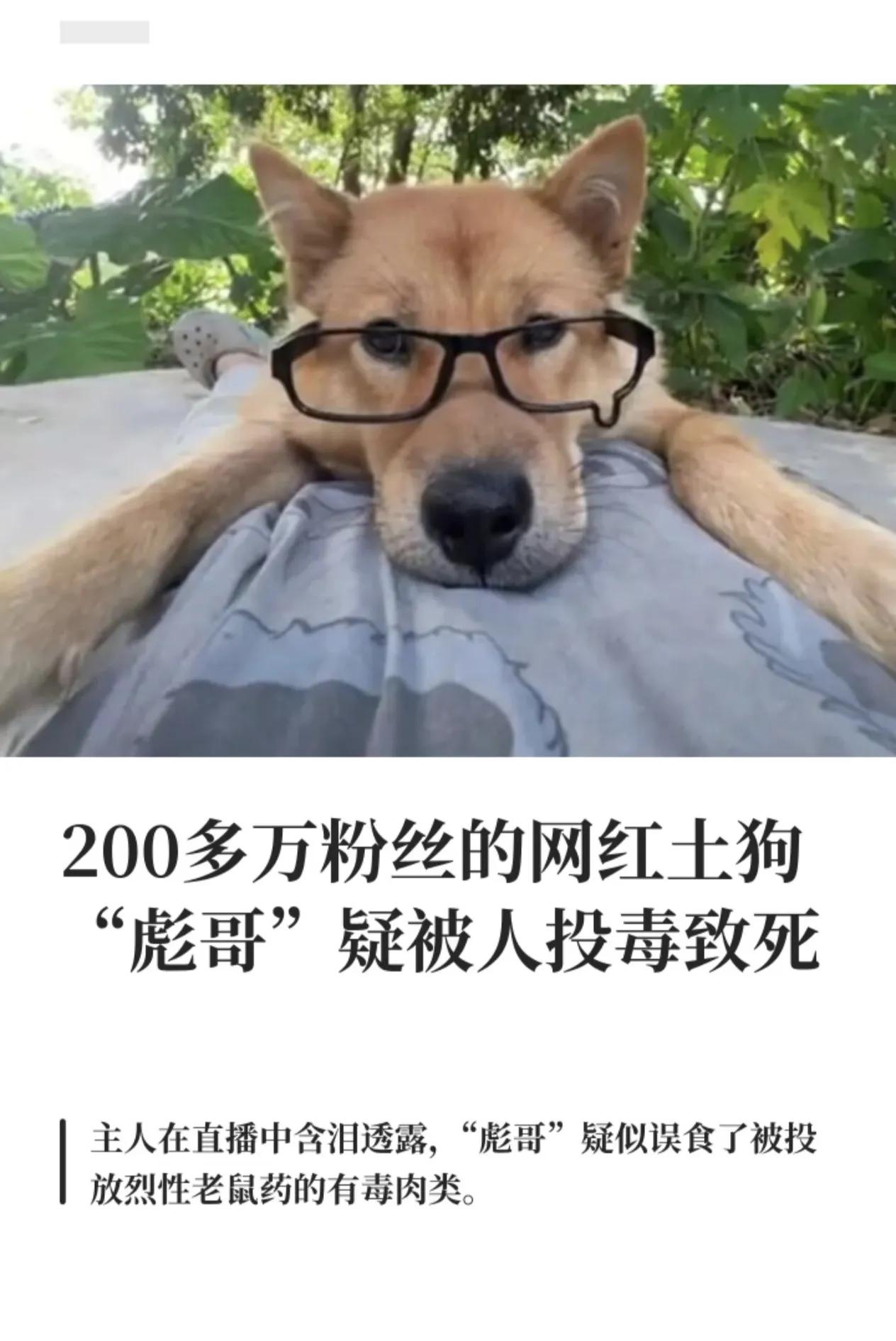 一语成谶！200万粉网红土狗"彪哥"走了，疑似遭人投毒。最让人瞬间破防的
