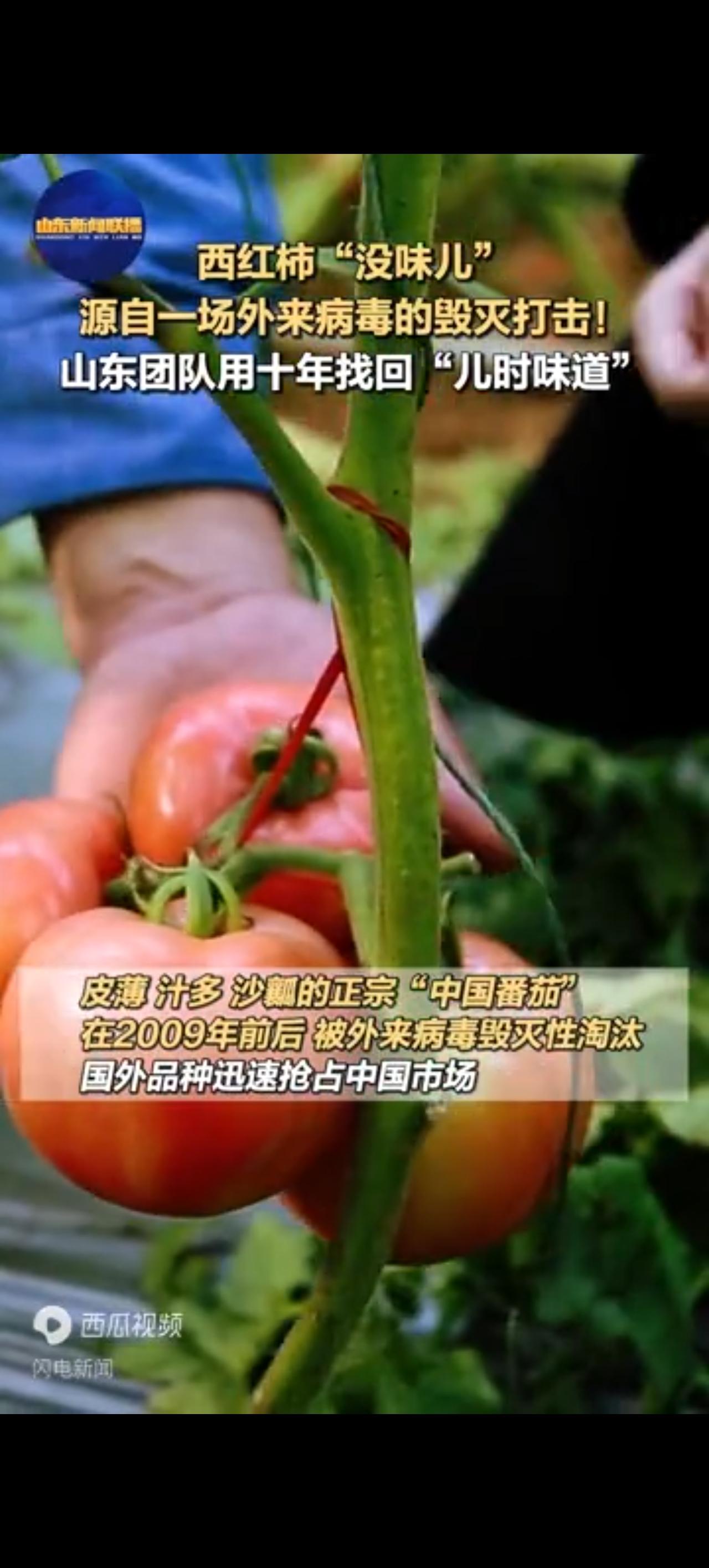 孩童时代的番茄味道终于回来了！上点年纪的人可能都知道，小时候家里面种的番茄，无