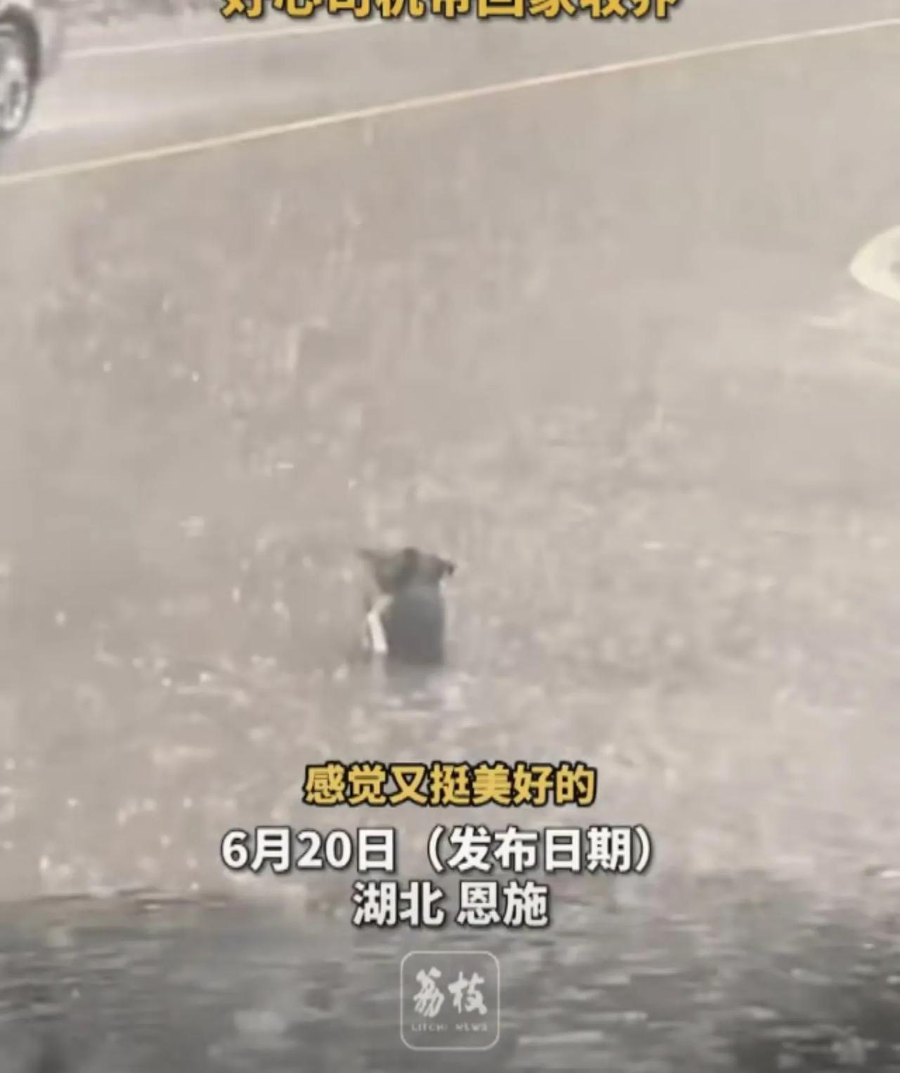 【暴雨中暖心一幕！两只落汤鸡小狗路边紧抱取暖，司机一个举动让网友泪崩】近