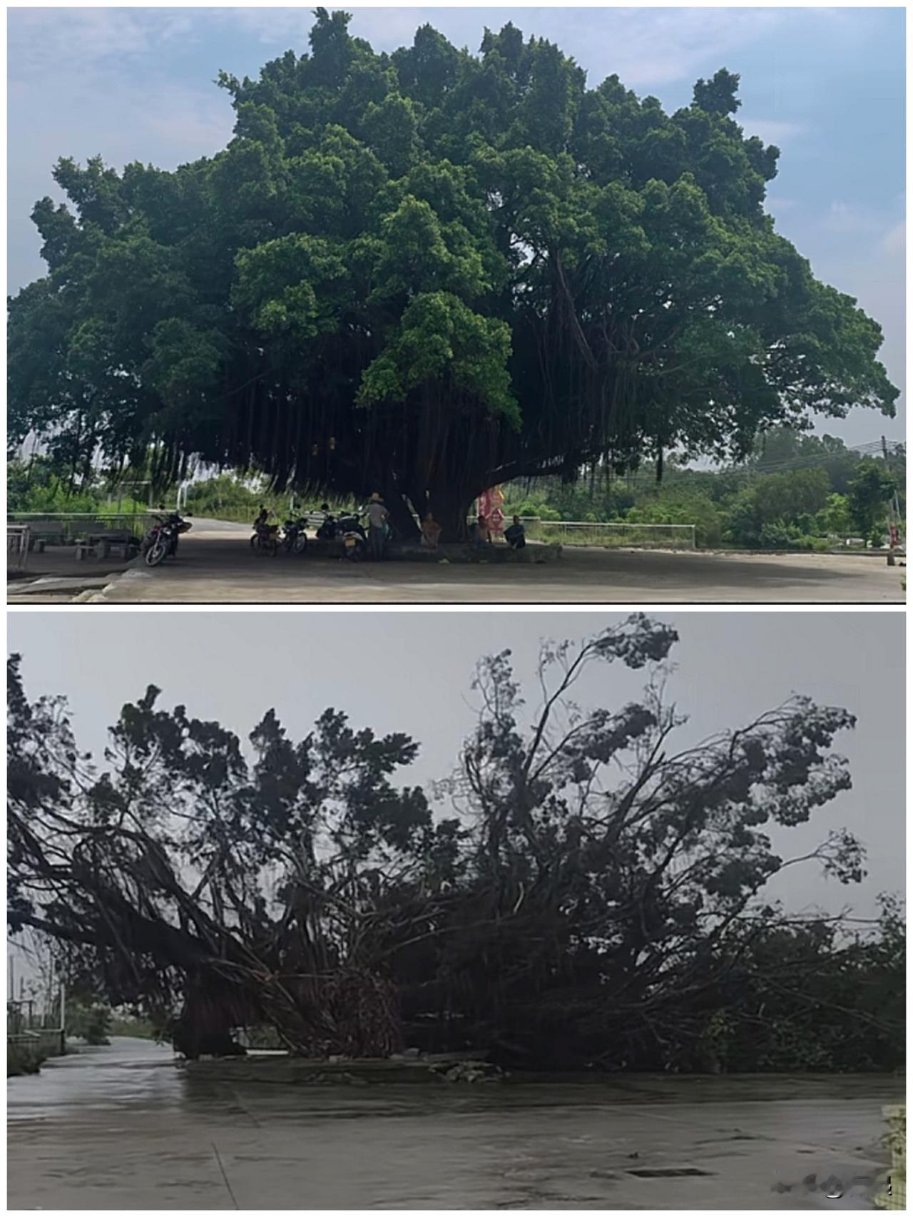 台风桦加沙的威力大家看看下面这张对比图就知道了，一棵百年老树就这样没了！