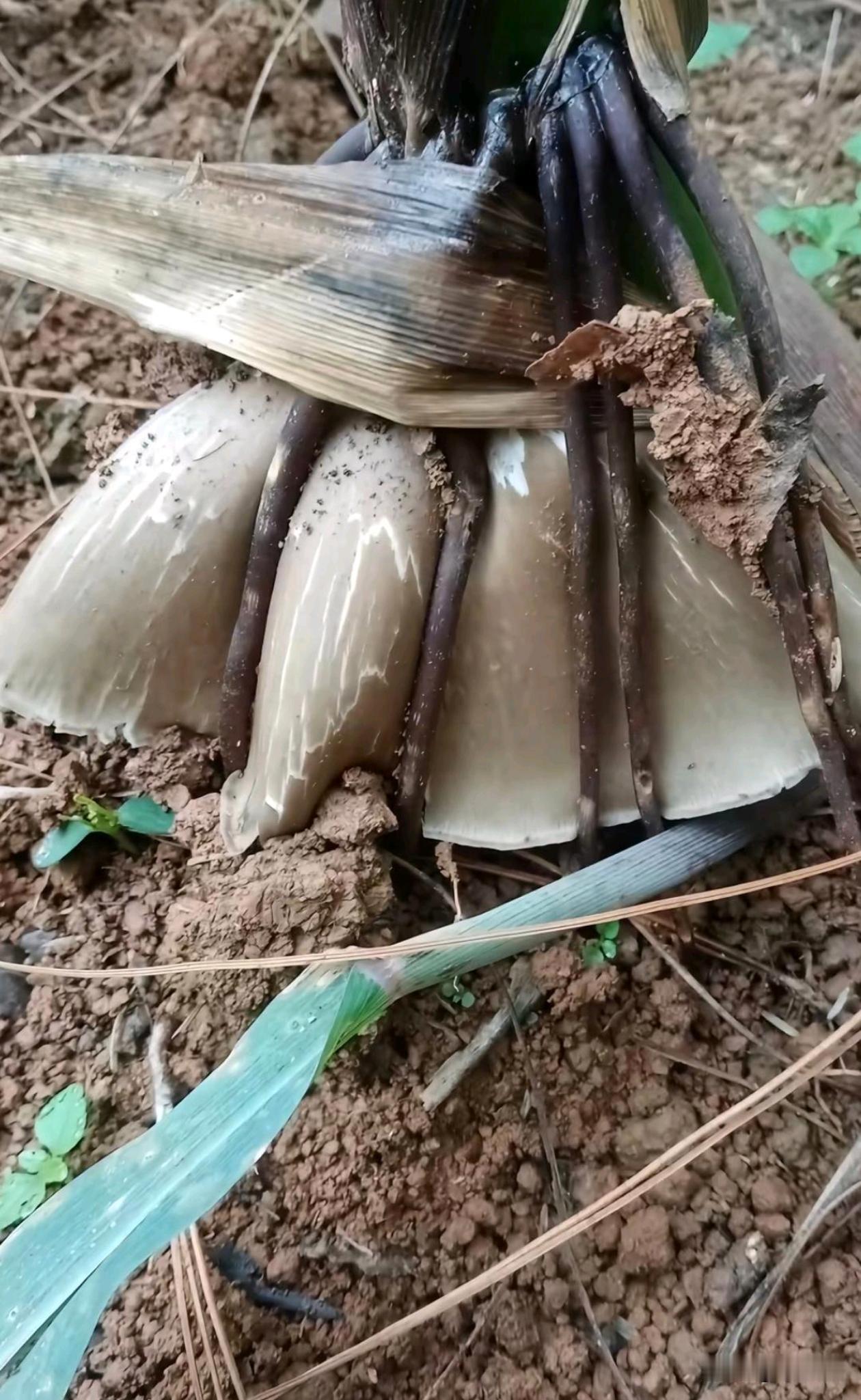 到了取舍的时候了，是你们会选择保哪一个？