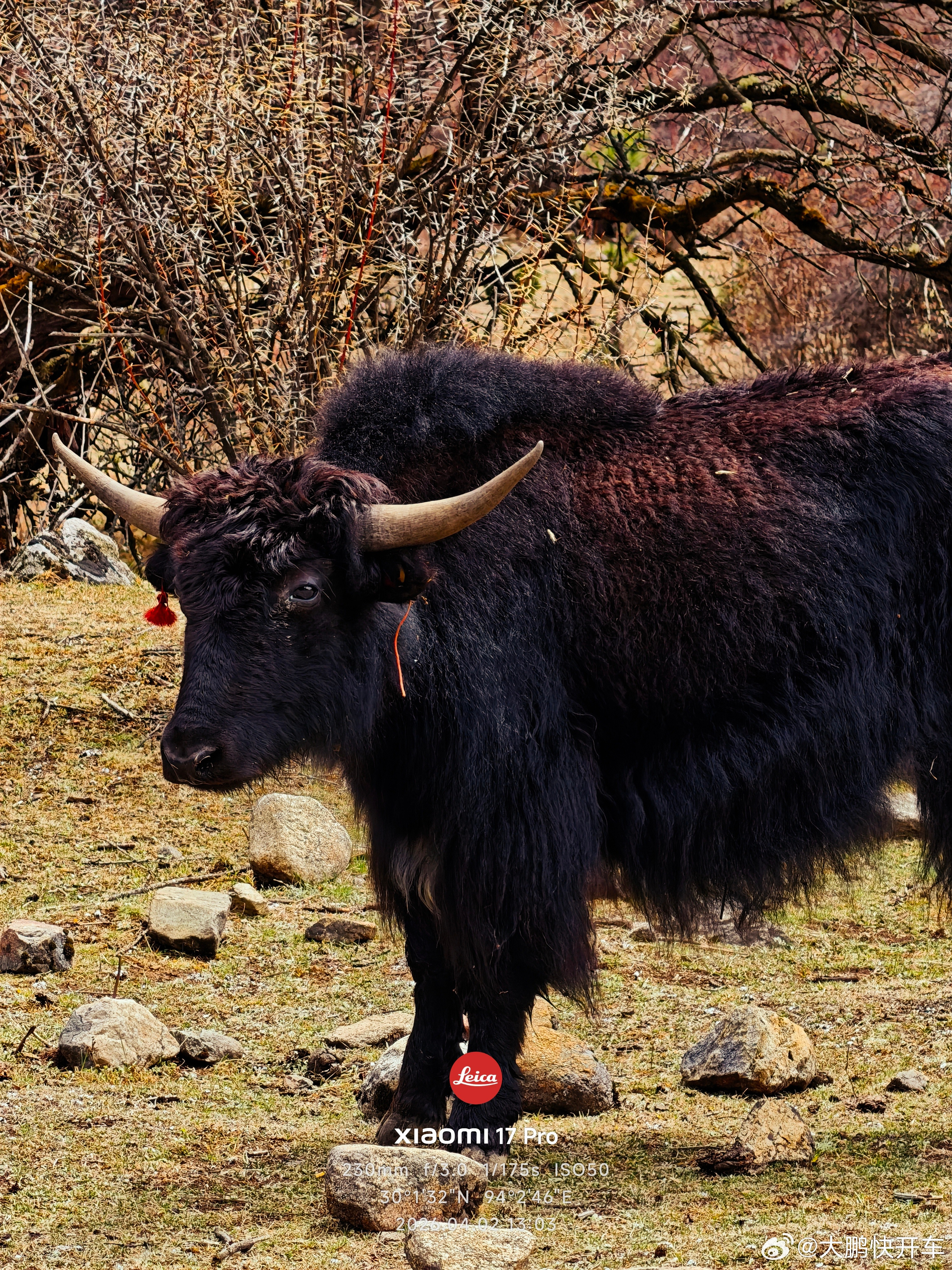 林芝雅鲁藏布江轻微高反林芝