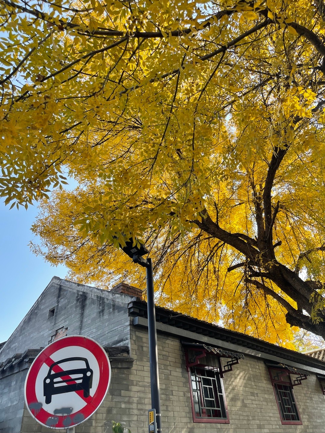 北平的秋真是人间天堂🍂​​​