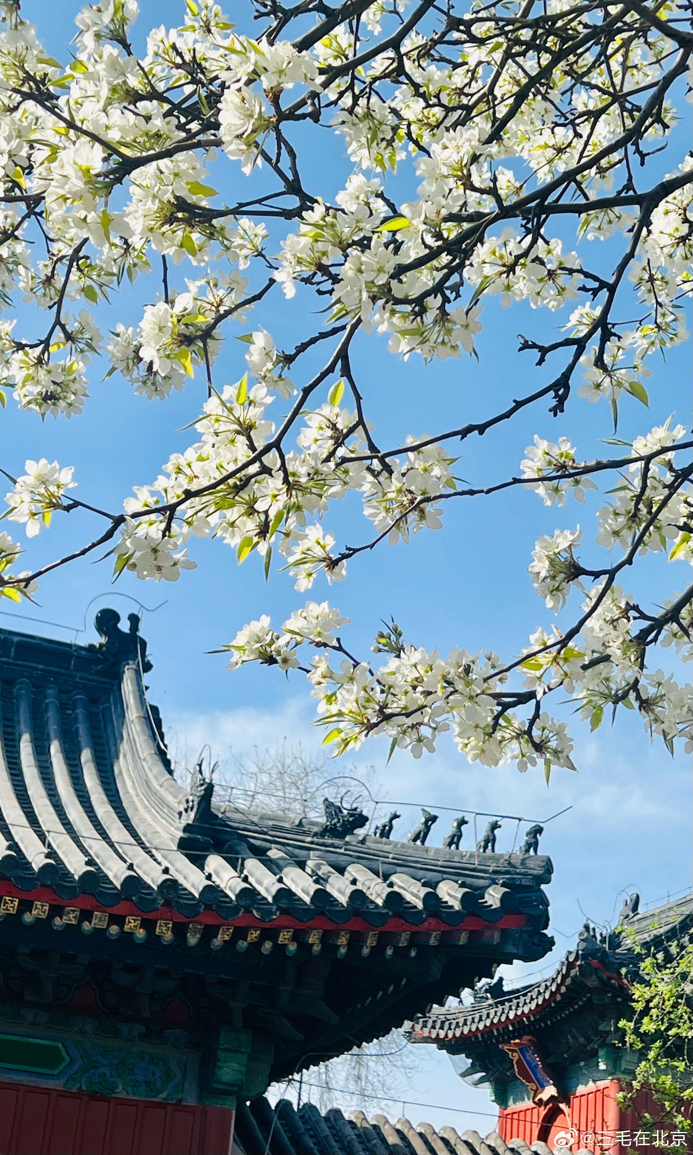  智化寺 又是一年梨花开摄影北京春日拾光