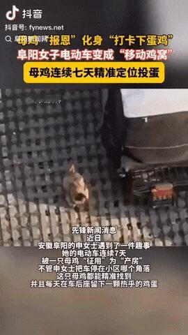 安徽阜阳，一女子的电动车变成“移动鸡窝，”原来是一母鸡“报恩”连续在车上“打卡下