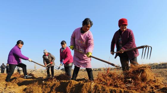 “离了大谱！”山东德州，男子无意间发现村里的土地，被卖掉了，可自己和村民们却蒙在
