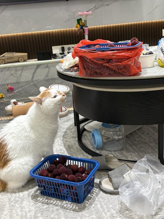 浙江猫也喜欢杨梅