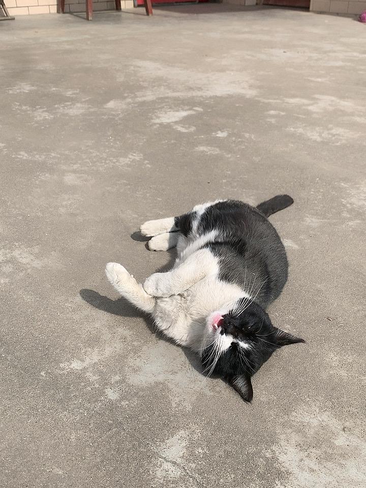 爸爸说家里养的猫好几天没回来了估计是走丢了没了，养了几年的猫还有点想它呢！刚说